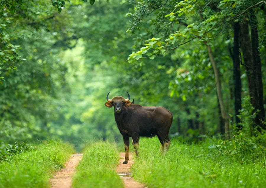Chhattisgarh landscape